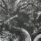 Mattottiforeste0112d406